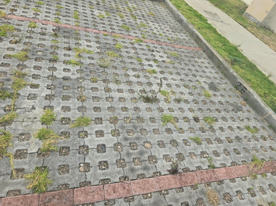 Jardines de Girasoles III